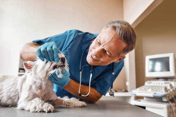 Best Emergency Denture Repair in Holly Ridge, NC